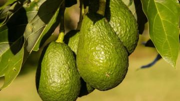 Conflictos bélicos afectan envíos de palta hacia Rusia