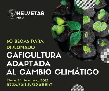 Cooperación suiza financia 60 becas para diplomado en caficultura adaptada al cambio climático