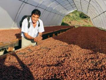 Cooperativa Agraria Norandino proyecta despachar 4.000 toneladas de pasta de cacao este año