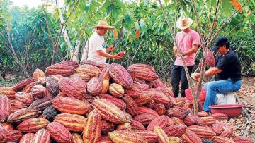 Cooperativa Cooperamaz protege 370 mil hectáreas de bosques de San Martín y Amazonas