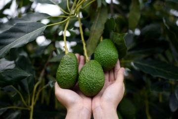 Crean el Colombia Avocado Board para promover el aguacate Hass de dicho país en EE.UU.