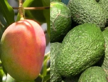 Crece demanda por frutas peruanas en Chile