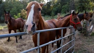 Crece la exportación de caballos vivos para consumo humano a Japón y activistas denuncian malas prácticas