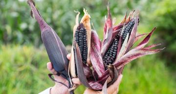 Crecen exportaciones de maíz morado y suman US$ 810 mil en el primer semestre de 2024