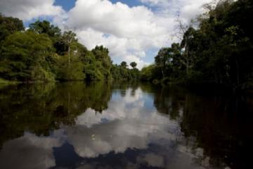 Cuenta de Bosques del Perú evidencia gran aporte del sector forestal a la economía