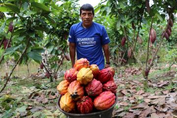 Cultivos alternativos generan más de S/ 29 millones a productores en plena pandemia