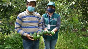 Cusco: productores de Limatambo inician gestones para certificar lugares de producción de palta