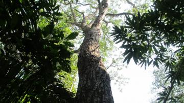 De las 10 especies de cedro que existen en Perú, cuatro son endémicas