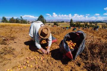 Ejecución presupuestal del Midagri en 2020 superó a la de 2019 pese al impacto del coronavirus