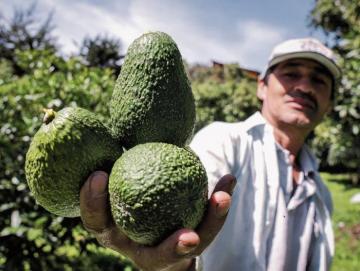 El aguacate Hass convierte a Colombia en un escenario de inversión internacional