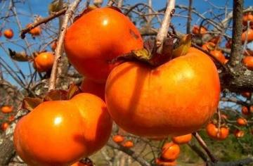 El caqui busca abrirse paso en la canasta exportadora de Perú