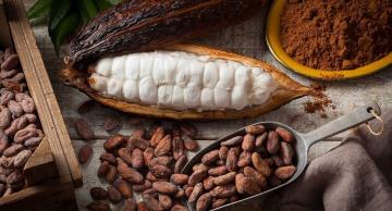 El secreto del "chocolate más exquisito del mundo" que guarda el Amazonas en Perú