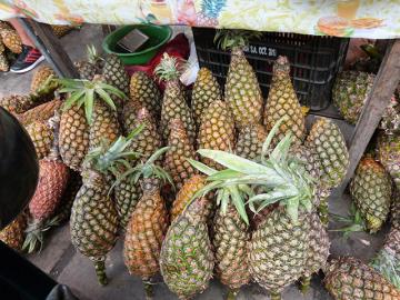 En Maynas se cultivan más de 1,700 hectáreas de piña de diversas variedades