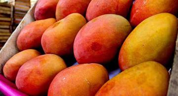 Enero: exportaciones peruanas de mango llegaron a US$ 70.8