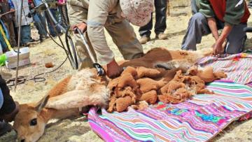 Esquila de vicuñas, faena ancestral que pervive en los Andes de Perú