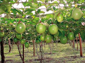 Establecen requisitos fitosanitarios para la importación de plantas de maracuyá de origen y procedencia Taiwán