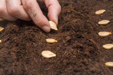 Establecen requisitos fitosanitarios para la importación de semillas de tomate de origen y procedencia de diversos países