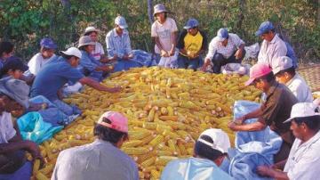 Estudio europeo reconoce el beneficio de las organizaciones de productores para los agricultores