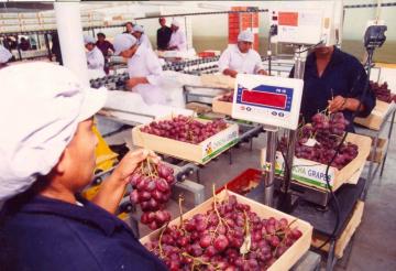 Exportación agroindustrial es el único sector que registra crecimiento en la primera mitad del año