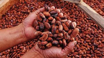 Exportación de cacao se muestra auspiciosa en el 2025
