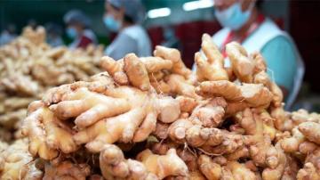 Exportación de jengibre peruano superó las 50 mil toneladas por alrededor de US$ 90 millones