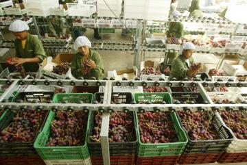 Exportación de uva creció 14.5% en octubre