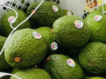 Exportaciones colombianas de palta Hass crecerían en volumen 30% este año a pesar de la pandemia