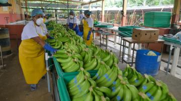 Exportaciones de banano de Ecuador habrían caído en valor 2.5% en 2021
