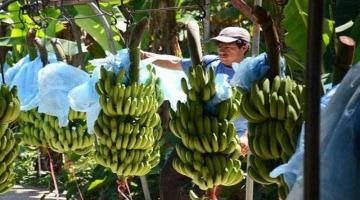 Exportaciones de banano disminuyeron en valor 10.43% de enero a noviembre el presente año