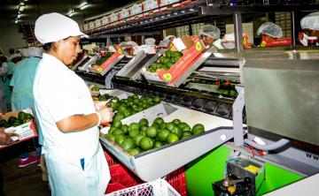 Exportaciones de frutas sumaron más de US$ 2.148 millones entre enero y septiembre de 2019