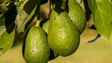 Exportaciones de palta sudafricana crecieron 58% en valor y 9% en volumen entre enero y julio del 2021