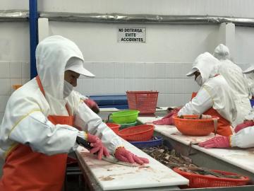 Exportaciones de pesca para consumo humano directo sumaron US$ 1.483.925.000 en 2021, mostrando un crecimiento de 17%