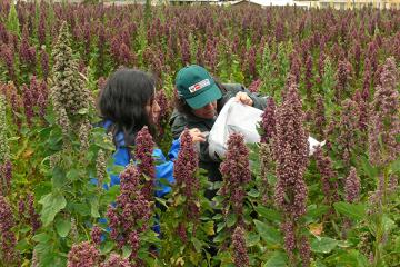 Exportaciones de Quinua de Ayacucho se duplicaron este año