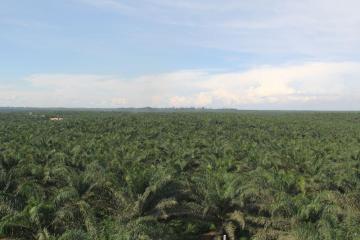 Exportaciones de Ucayali crecieron 39 por ciento en 2020 impulsadas por el aceite de palma y derivados
