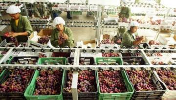 Exportaciones de uva de mesa de Piura crecieron 23.1% en la campaña 2020/2021