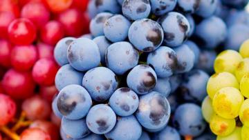 Exportaciones de uvas de mesa del hemisferio sur crecieron 11% en volumen en la campaña 2024/2025 respecto a la campaña anterior