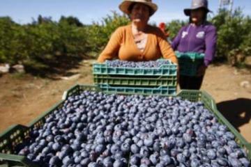 Exportaciones peruanas de arándanos alcanzarían los US$ 1.050 millones en la campaña 2020/2021, por lo que crecería un 35%