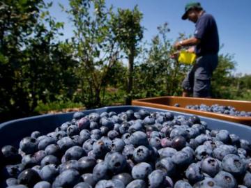 Exportaciones peruanas de arándanos alcanzarían los US$ 1.054 millones en la campaña 2020/2021