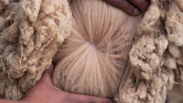 Exportaciones peruanas de fibra de alpaca y derivados sumaron US$ 89 millones entre enero y mayo, mostrando un aumento de 33%