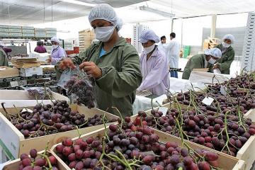 Exportaciones peruanas de uva de mesa crecen en volumen un 20% en lo que va de la campaña 2020/2021