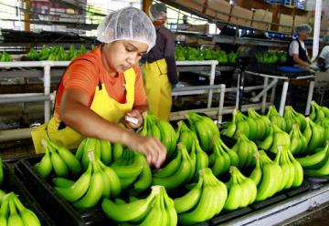 Fairtrade lanza consulta sobre salarios dignos para los trabajadores bananeros