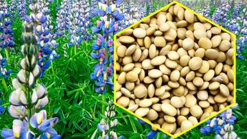 FAO: Tarwi tiene múltiples beneficios, incluidos ambientales, nutricionales, culturales y sociales