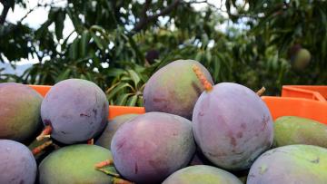 Festival de la Cosecha del Mango de República Dominicana trascurre con 