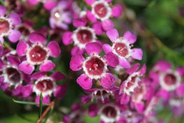 Flores peruanas podrán exportarse a Colombia