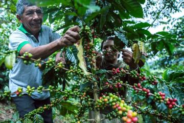 Fomentemos el consumo interno del café 100% peruano