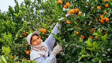 Fondo Agroperú otorgó S/ 991 millones para financiar 79.489 créditos a nivel nacional