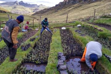 Fortalecen acciones de protección de cultivos, animales y suelos ante lluvias y heladas