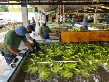 Frío reduce un 25% la producción bananera de Ecuador