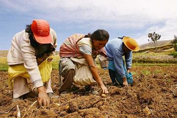 Gobierno oficializa subvención de S/ 250 millones a pequeños productores