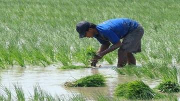 Gobierno Regional de San Martín destinará S/ 9 millones en beneficio de agricultores arroceros